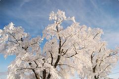 雪の花