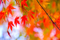 紅葉