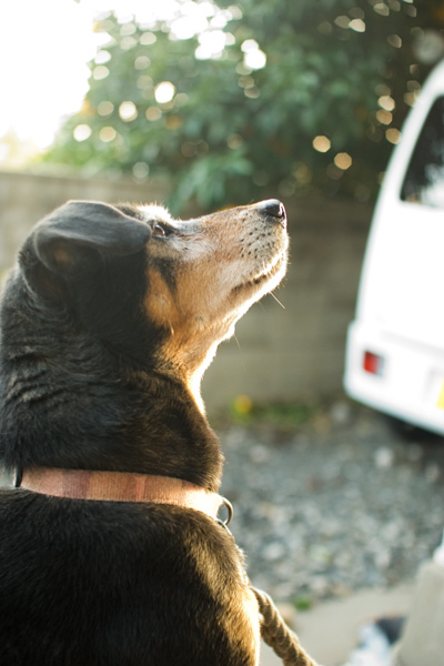 愛犬マロ