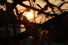 夕焼け
