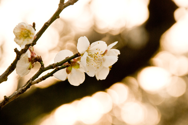 梅の花