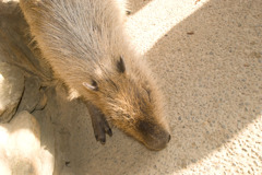 カピバラのひなたぼっこ
