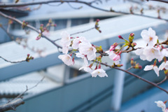 桜