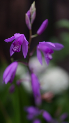 DSC00374