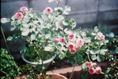 SUMMILUX　1：1.4/35FL020001