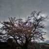 寒桜