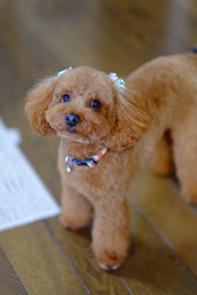 かわいくなったでしょ＾＾