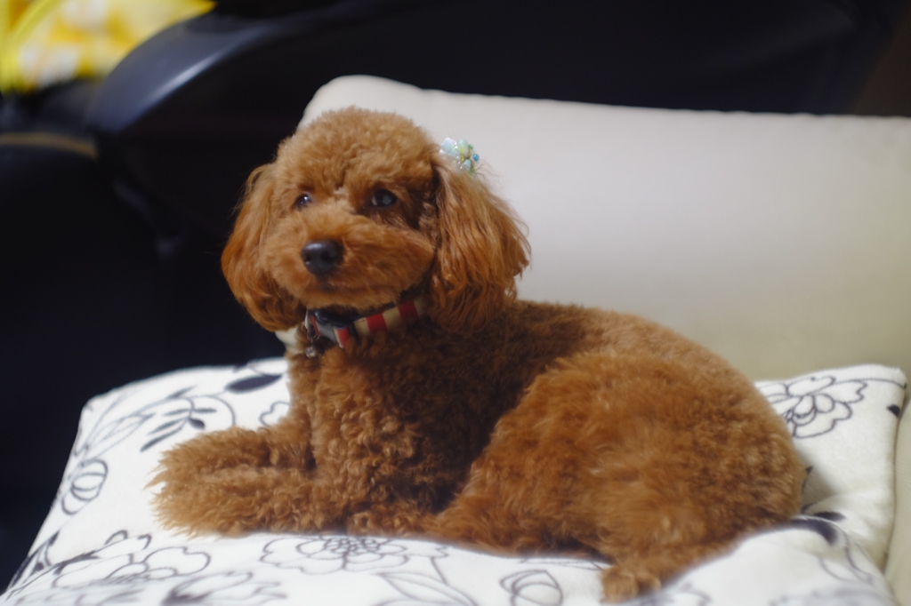 moca  Leica Summarit 5cm 1:1.5