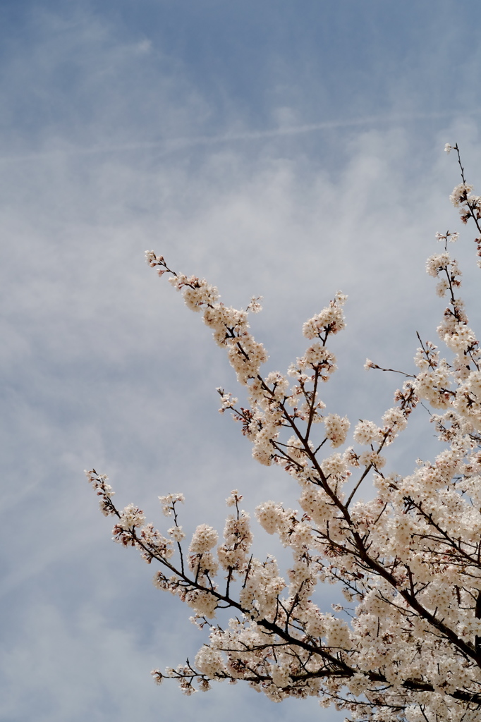 八浜桜