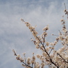 八浜桜