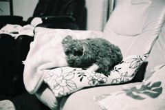 SUMMILUX　1：1.4/35FL030026 