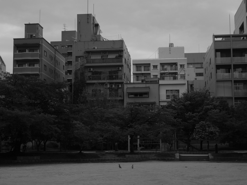 鳩