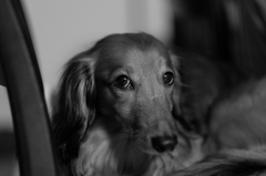 見つめる・・・