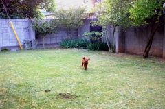 今日も全開だワン！