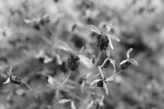 DSC00531