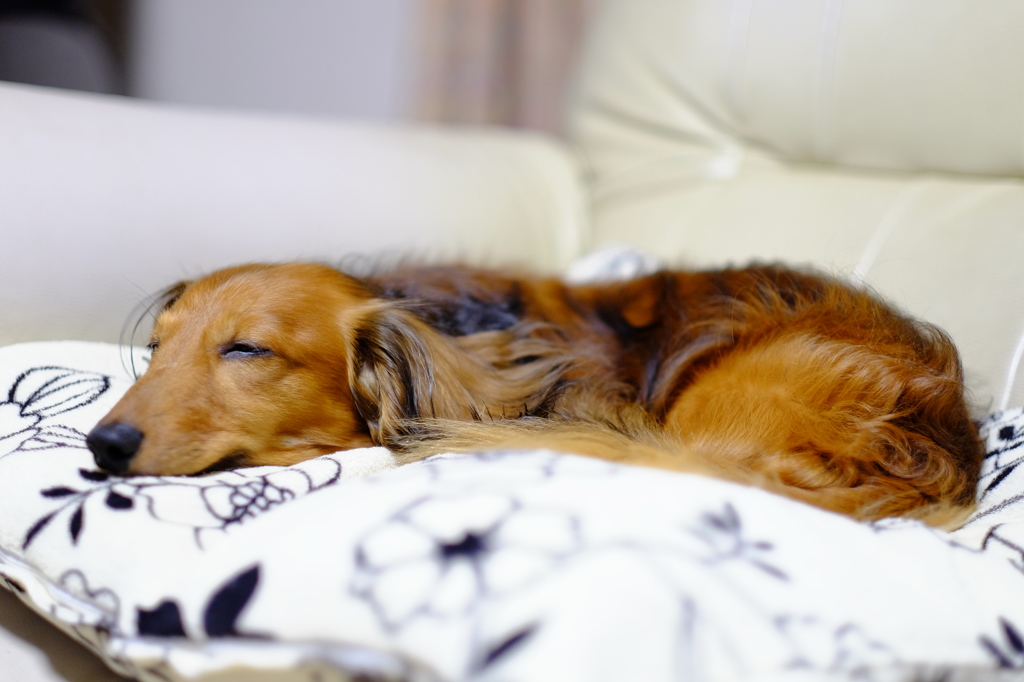 ☆GOODNIGHT☆(；д；）