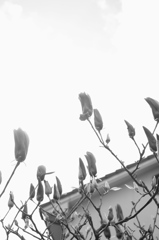 DSCF2493