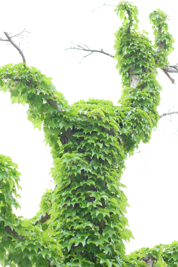 つるがマキマキ！