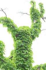 つるがマキマキ！