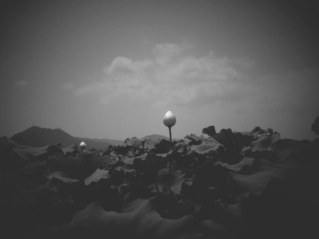ｈａｓｕ