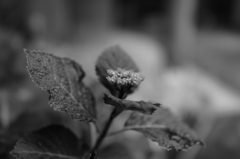 DSC00527
