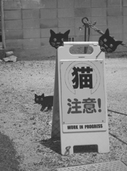 猫注意