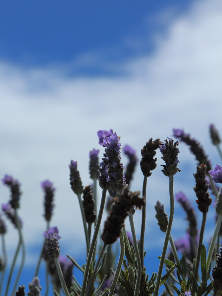 IMG_2980.JPG ラベンダー