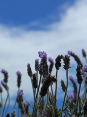 IMG_2980.JPG ラベンダー