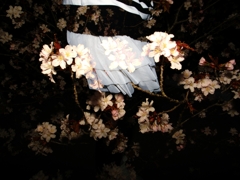 Cherry blossoms and a girl