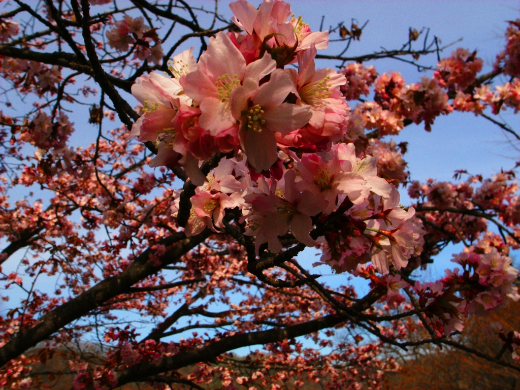 SAKURA?