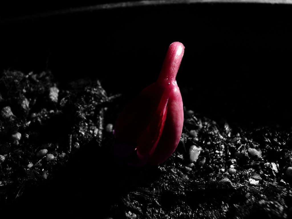 Budding love vol.2