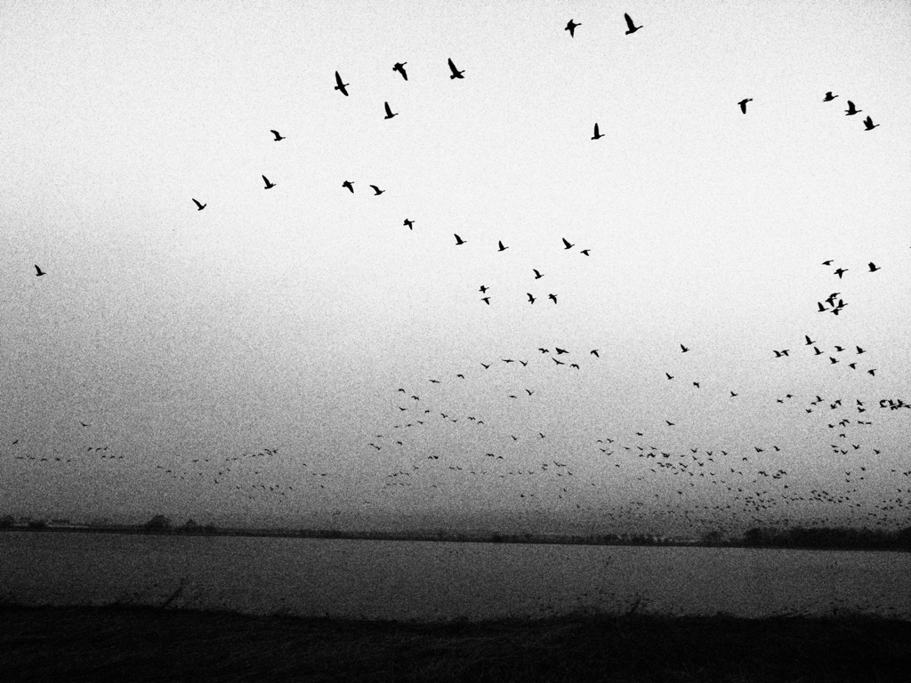 Wild goose's departure