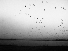 Wild goose's departure