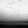 Wild goose's departure