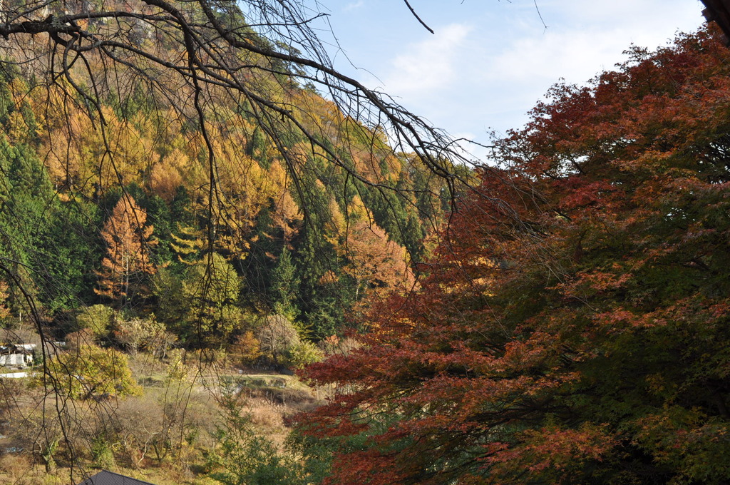 秋・・・紅葉