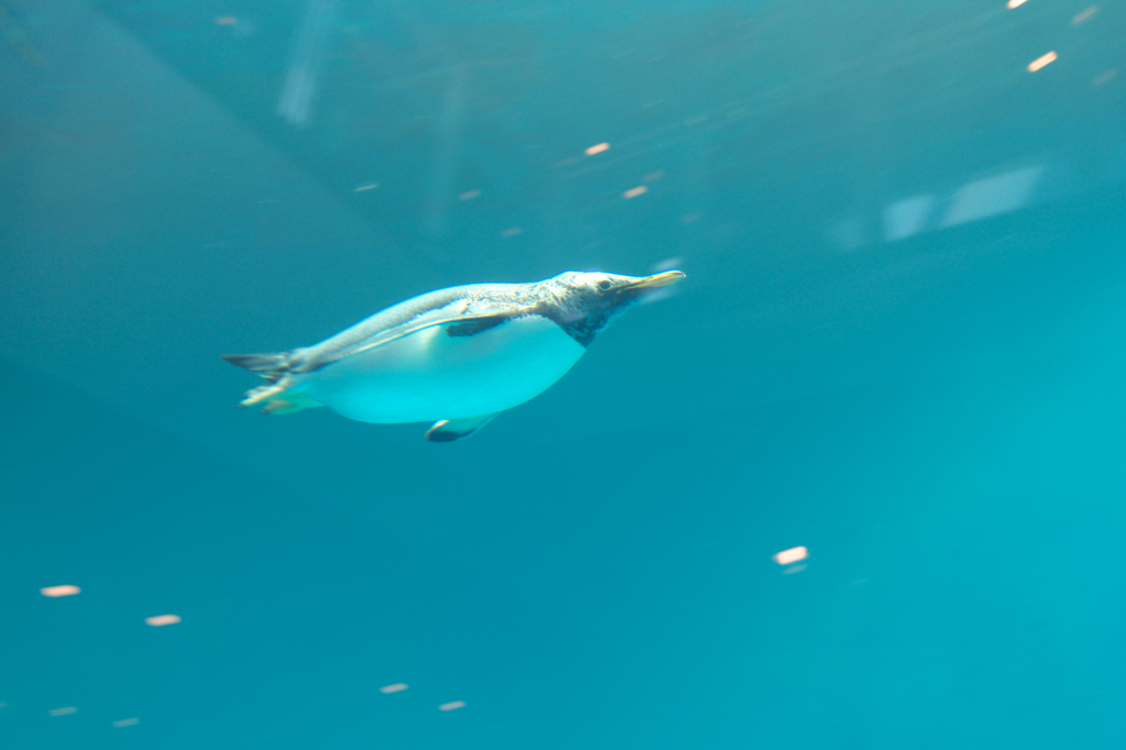 海飛ぶペンギン