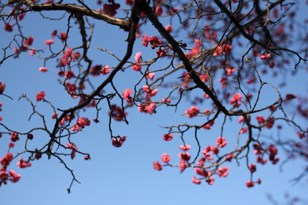 梅の花