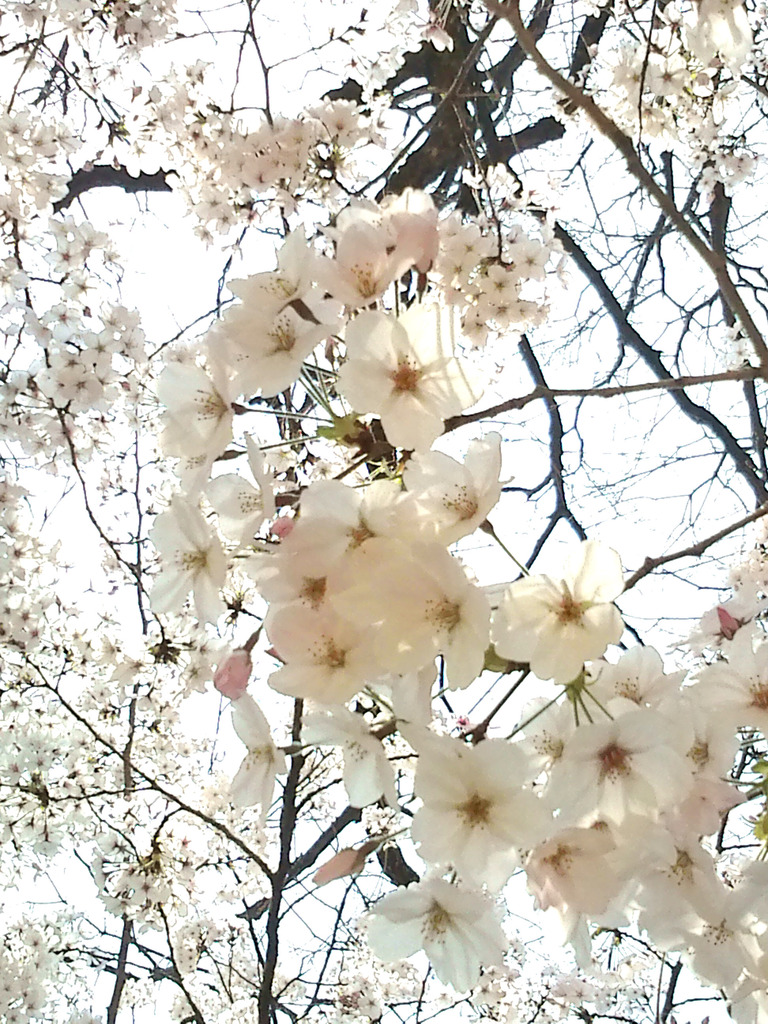 伸びやかに桜咲く＾＾