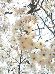 伸びやかに桜咲く＾＾