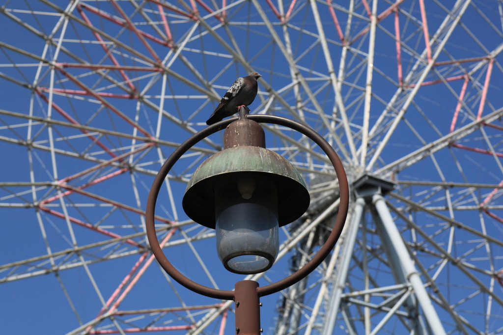 鳩さん