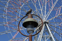 鳩さん