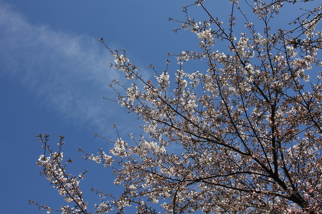 桜5分咲き