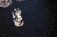 白川と桜