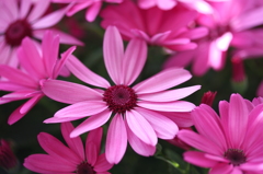 この花なんて花？１