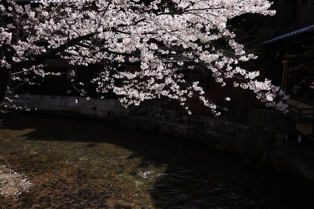 白川の桜