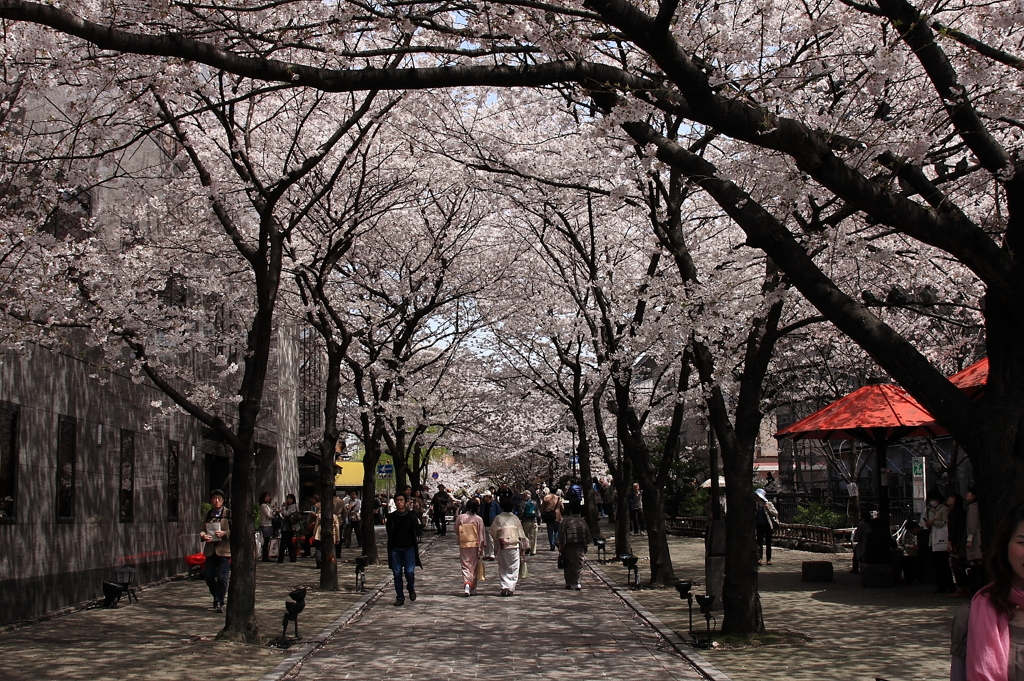 桜並木