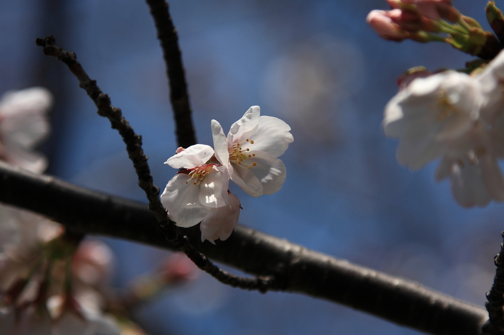 桜