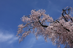 円山公園２