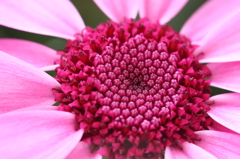 この花なんて花？２