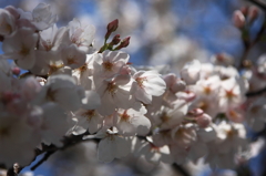 桜5分咲き２